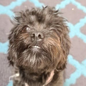 Meet your Posher, Winnie